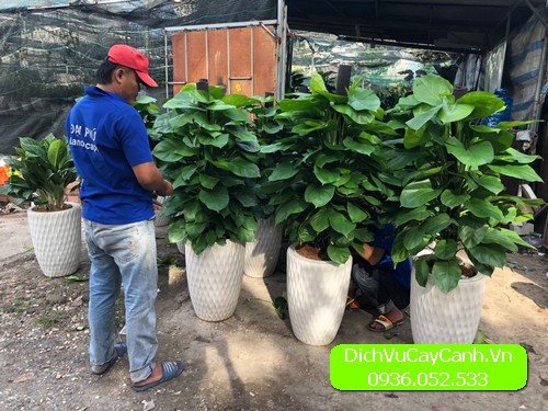 dịch vụ chăm sóc cây cảnh tận nơi