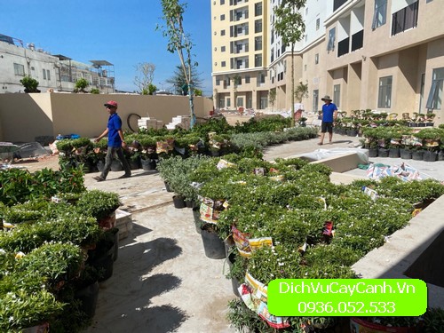 dịch vụ chăm sóc cây cảnh tận nơi