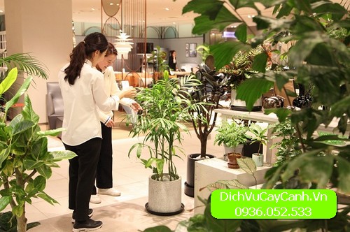 dịch vụ chăm sóc cây cảnh tận nơi
