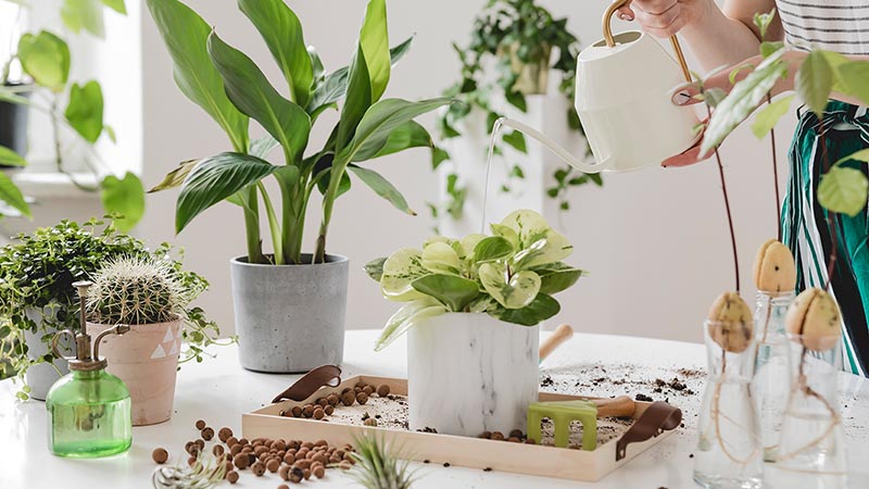 cách chăm sóc cây cảnh sân vườn