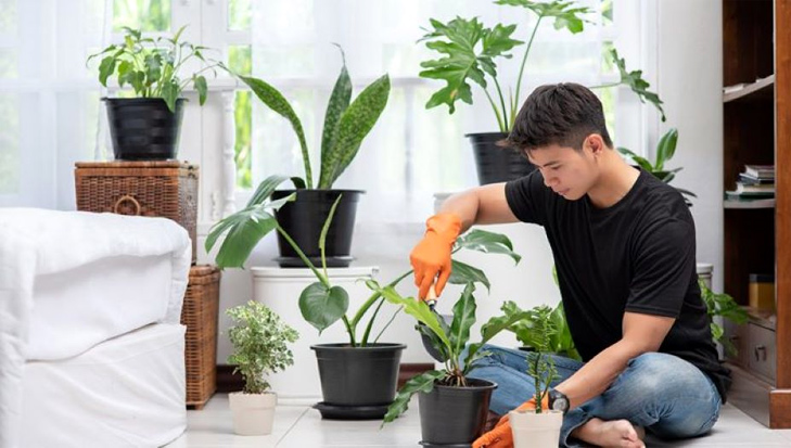 Bí quyết vàng chăm sóc cây cảnh rủ luôn đẹp
