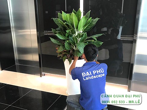 Cách chọn mua cây cảnh nhựa để trong nhà chất lượng