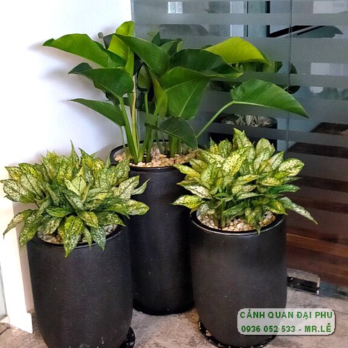 Cây cảnh nhựa để trong nhà trở nên phổ biến