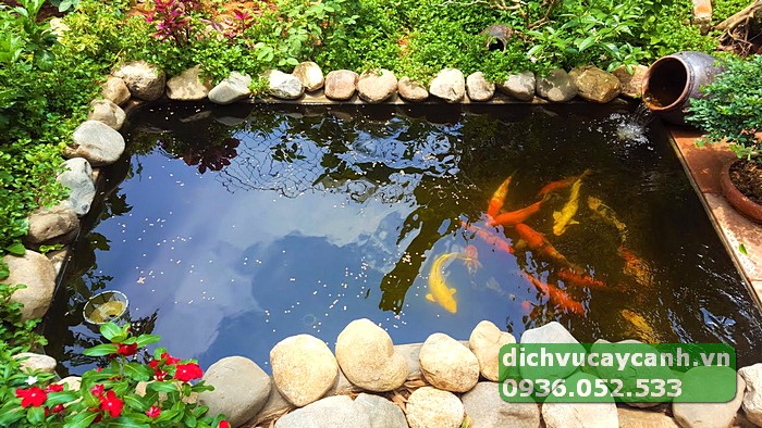 Hồ cá Koi bị xanh do tảo phát triển khi nắng chiếu trực tiếp.