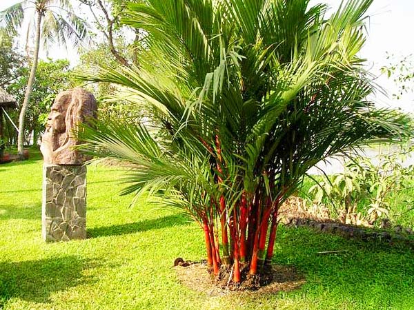 mẫu cây đẹp cho sân vườn