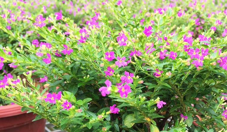Khám phá cây cảnh có lá màu tím 