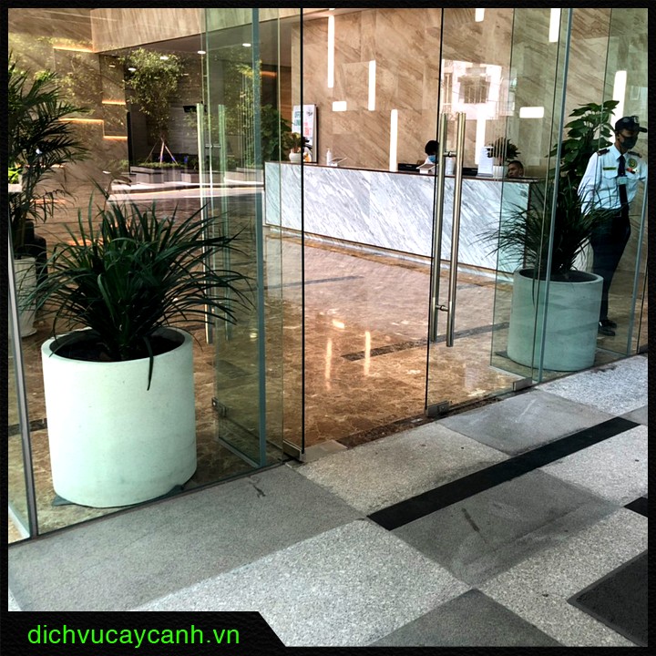 các loại cây kiểng trong nhà