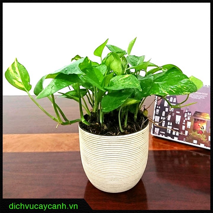 các loại cây kiểng trong nhà