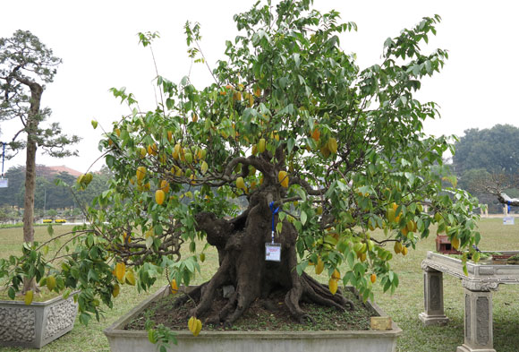 nên trồng cây gì trong sân vườn
