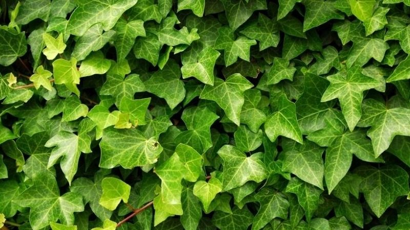 tác dụng cây thường xuân