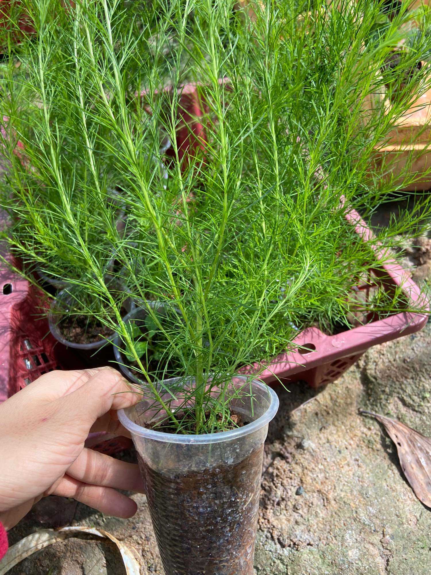 Cây thì là thân gỗ