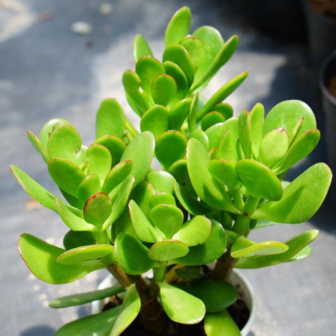 Các loại sen đá phổ biến