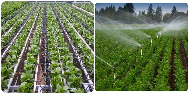 Hệ thống tưới nhỏ giọt tự động