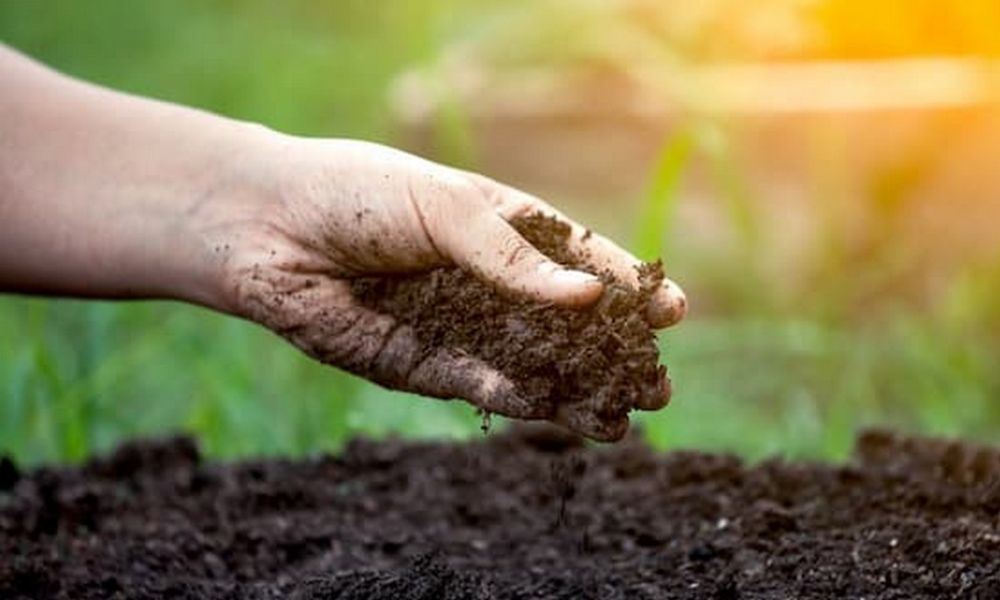 Đất trồng là gì? 