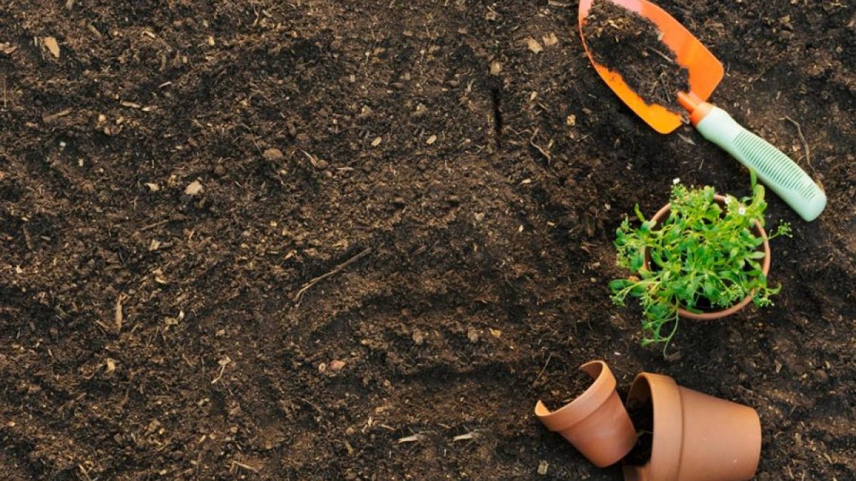 Đất trồng hoa và cây cảnh