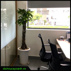 Dịch vụ chăm sóc cây cảnh chuyên nghiệp tại Cảnh Quan Đại Phú