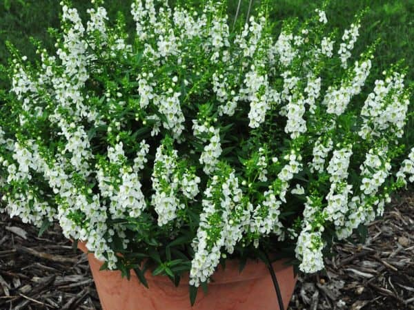 Cây ngọc hân hợp mệnh nào?