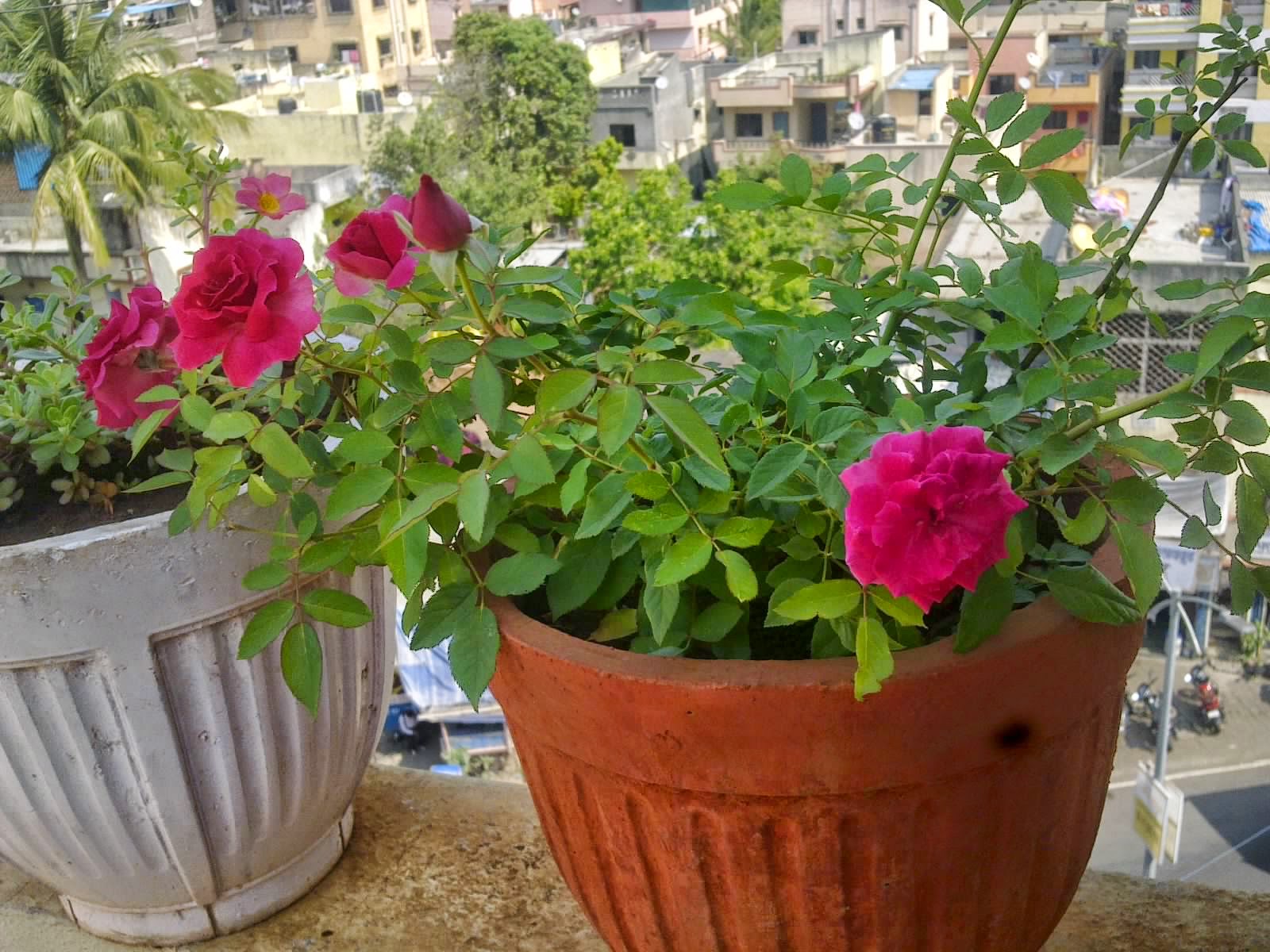 trang trí cây xanh ban công chung cư