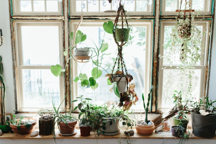 trang trí cây xanh ở cửa sổ