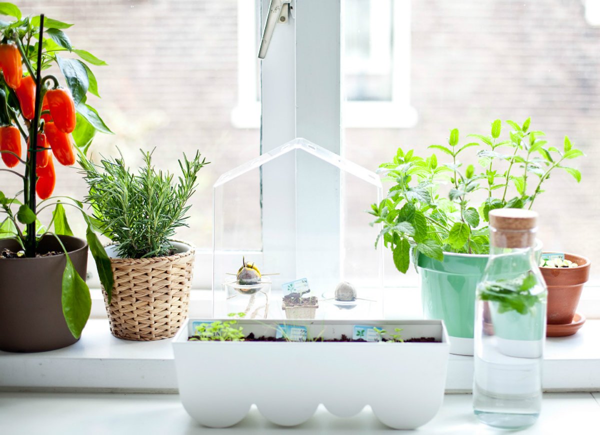 trang trí cây xanh ở cửa sổ