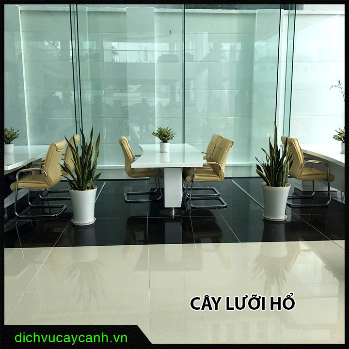 Cây lưỡi hổ