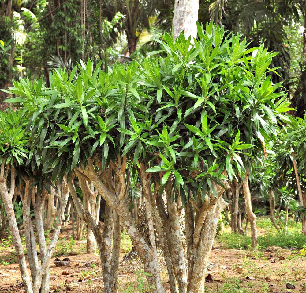 Cây trúc bách hợp