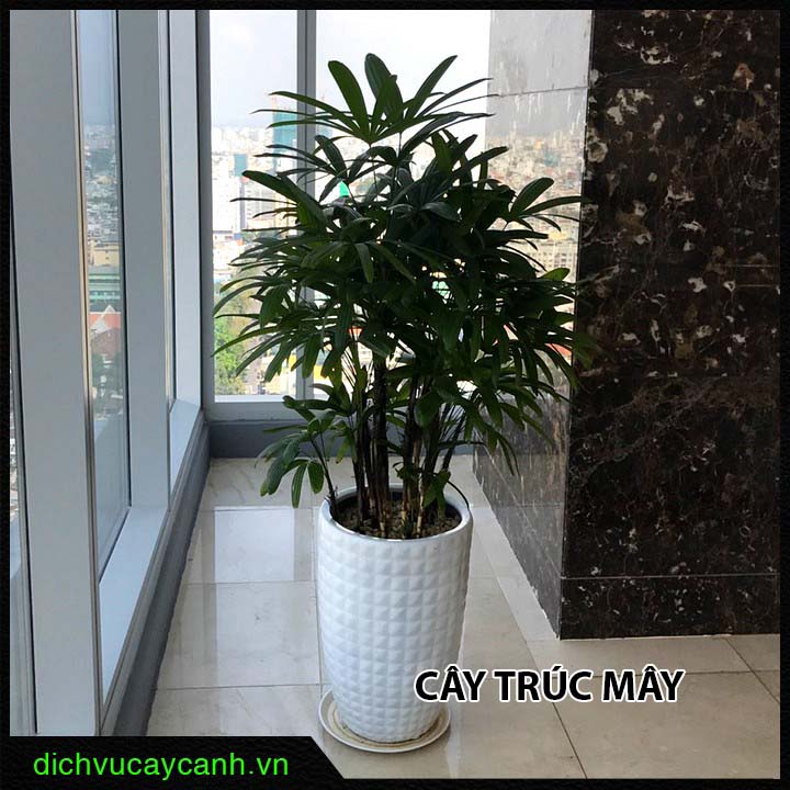 Cây Trúc Mây
