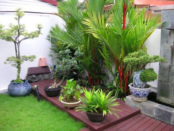 Dịch vụ chăm sóc cây xanh tại Phú Nhuận