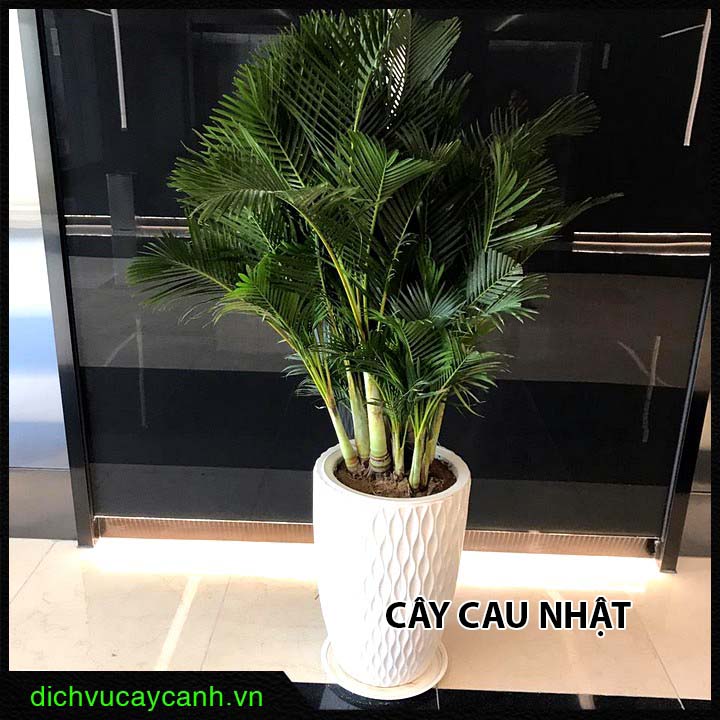 Cây cau Nhật Cây cau Nhật