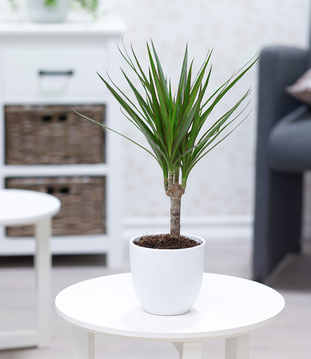 Cây phát tài núi Cây phát tài núi