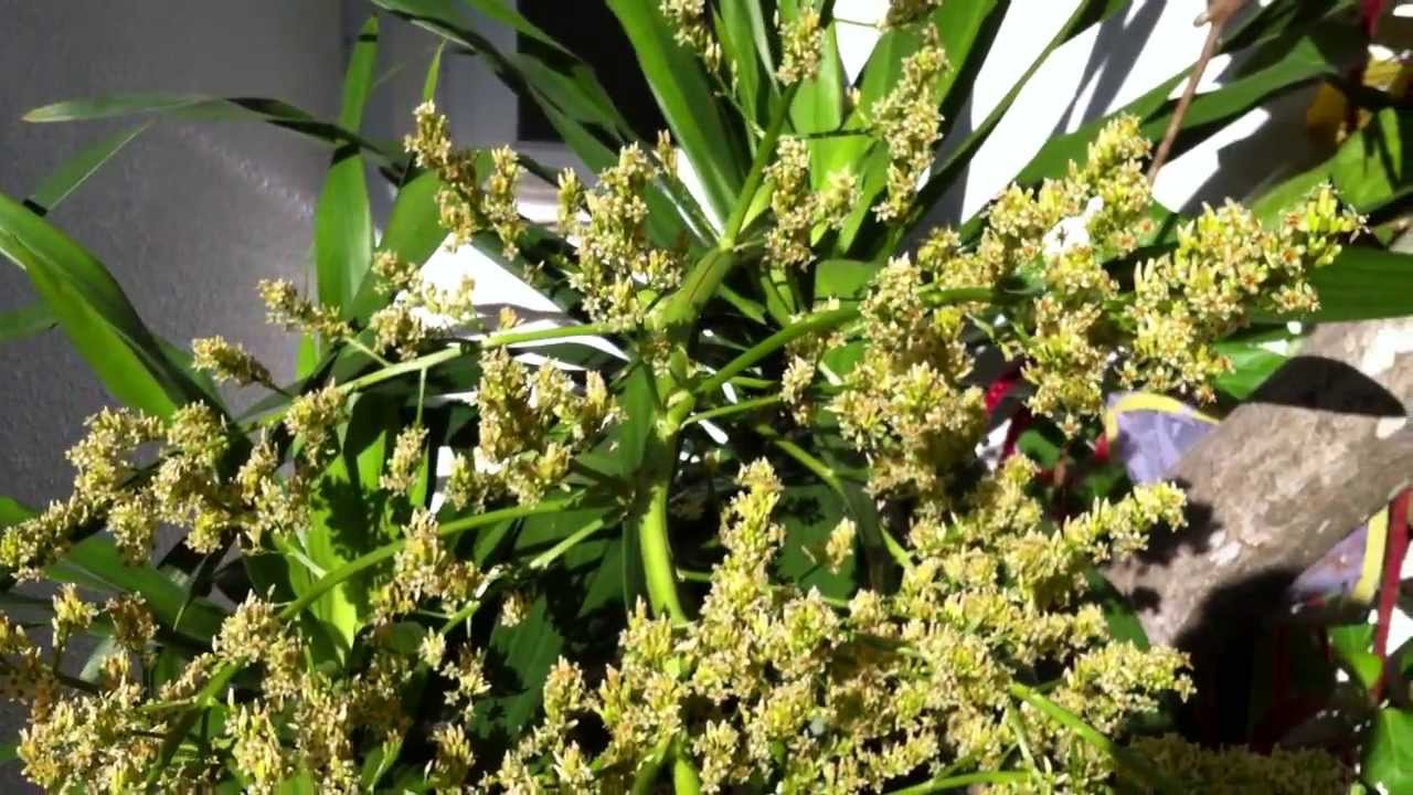 Cây phát tài núi Cây phát tài núi