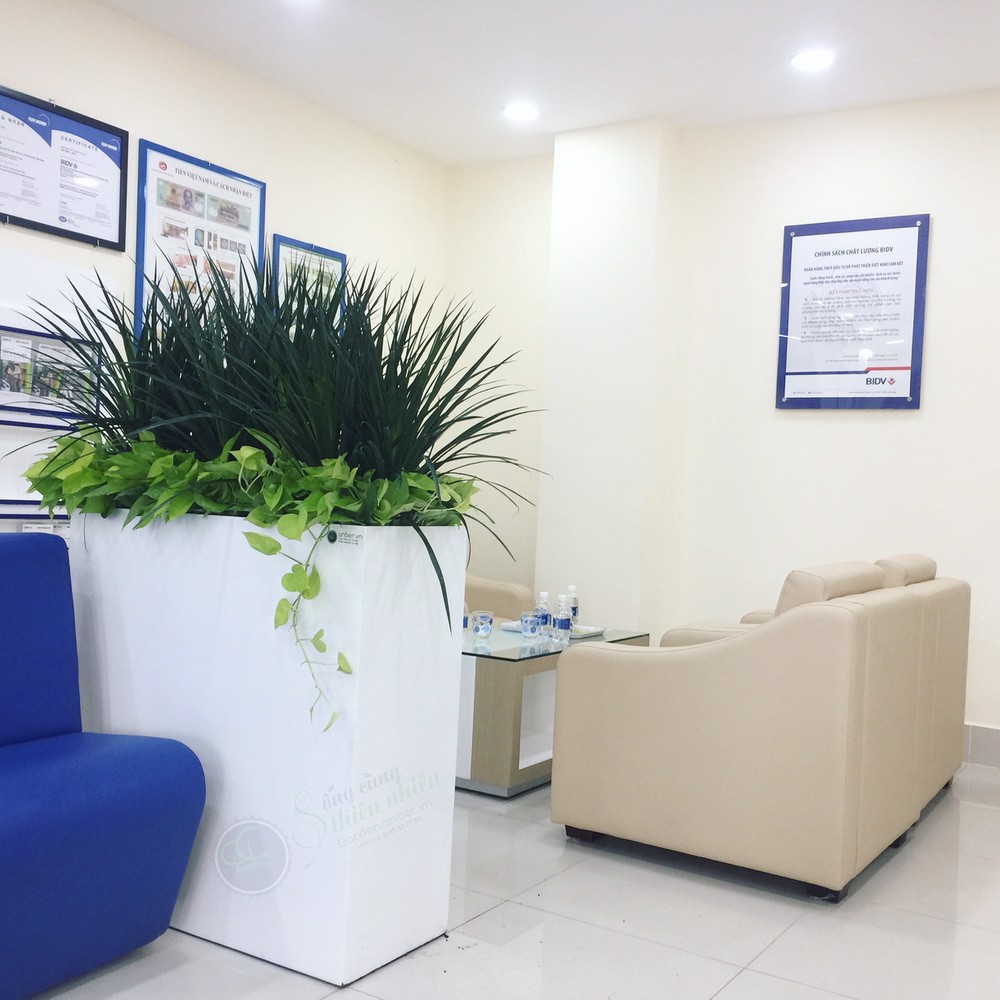 Cây phát tài núi Cây phát tài núi