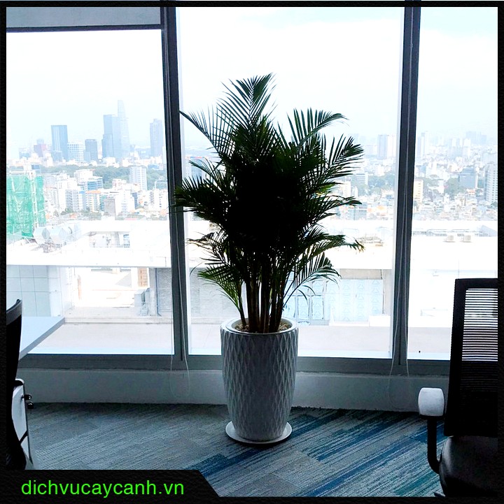 Cây cau Nhật Cây cau Nhật