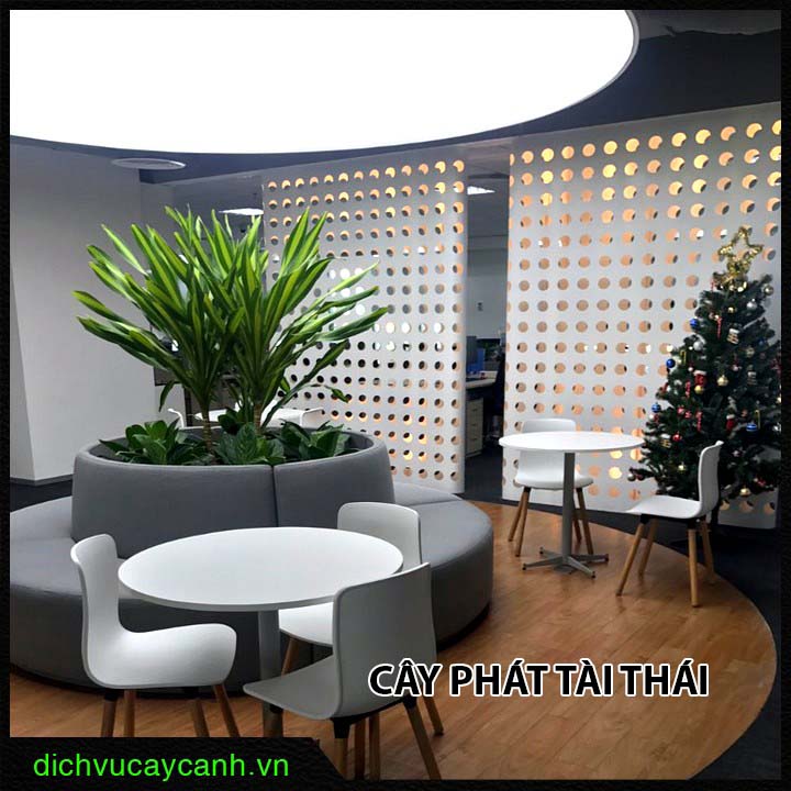 Cây phát tài Thái Cây phát tài Thái