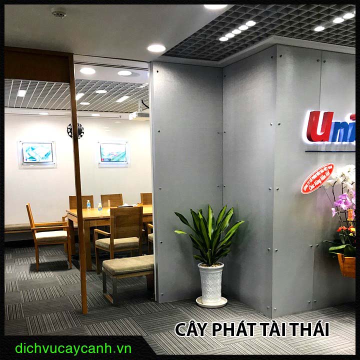 Cây phát tài Thái Cây phát tài Thái