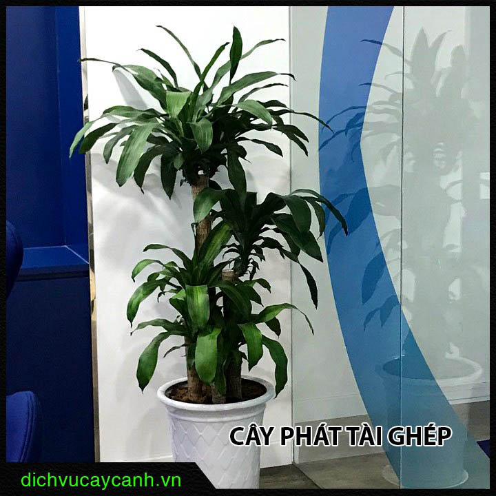 Cây phát tài Cây phát tài