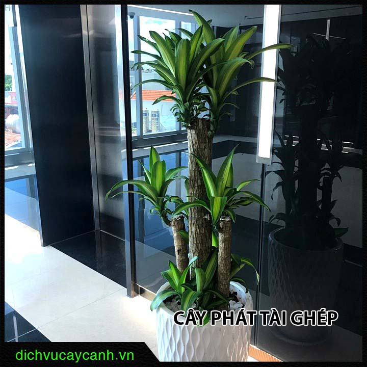 Cây phát tài Cây phát tài