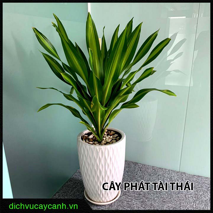 Cây phát tài Thái Cây phát tài Thái