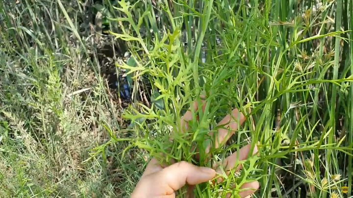 Tổng quan về cây gạc nai