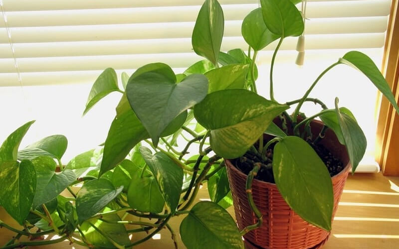 Tổng quan về cây trầu bà