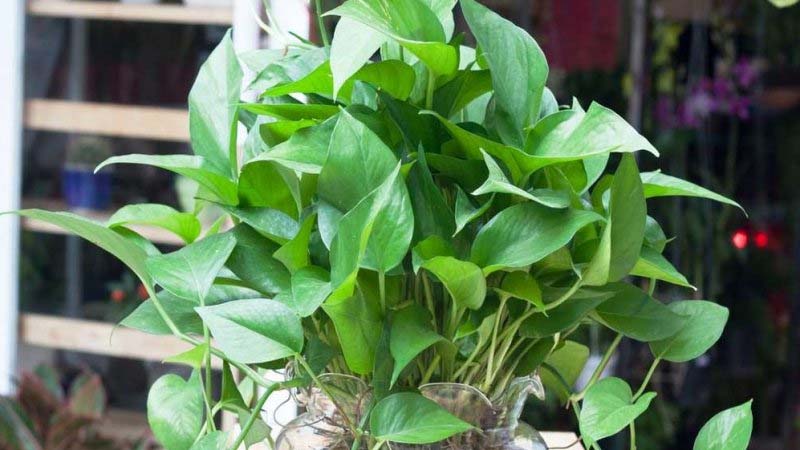 Cây trầu bà hợp mệnh gì?
