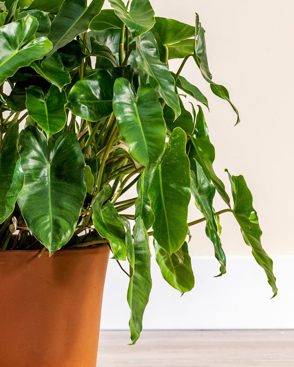 Cây trầu bà tỷ phú có tên khoa học là Epipremnum aureum