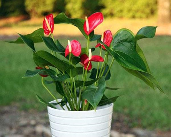 Kỹ thuật tưới nước cho cây hồng môn