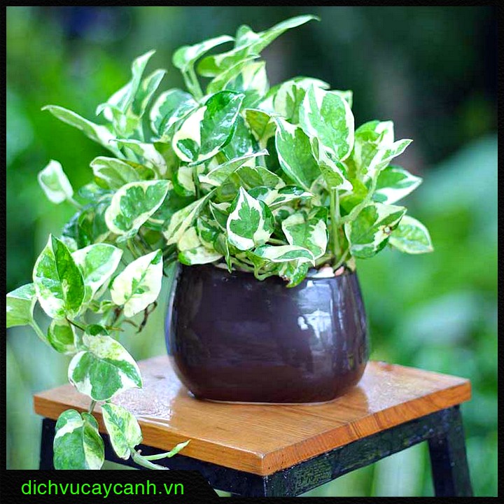Trầu bà cẩm thạch