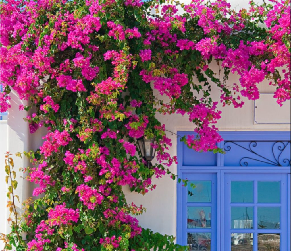 Cổng hoa giấy là gì?