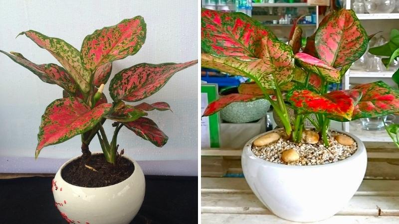 Cây Vạn Lộc Thái