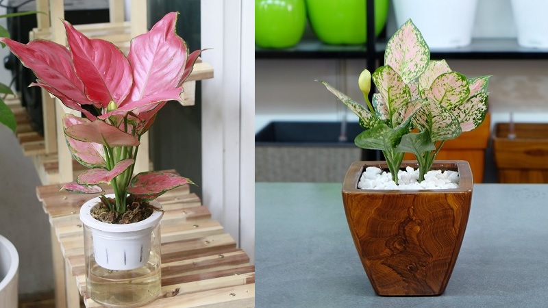 Cách chăm cây Vạn Lộc