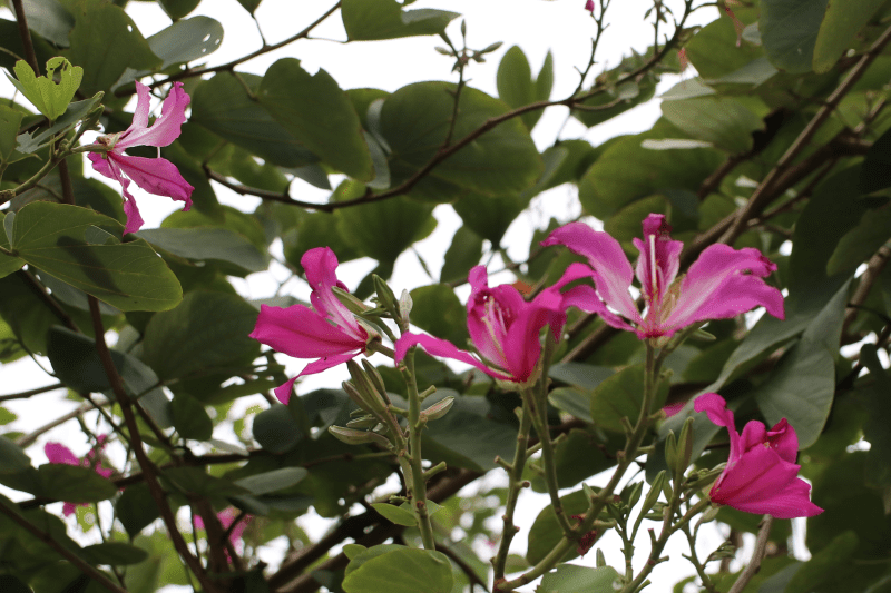 Tổng quan về cây móng bò