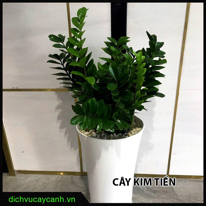 Tìm hiểu chung về cây kim tiền