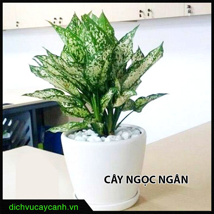 Cây Ngọc Ngân